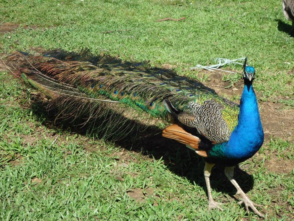 Hotel Fazenda Pampas Canela Zewnętrze zdjęcie