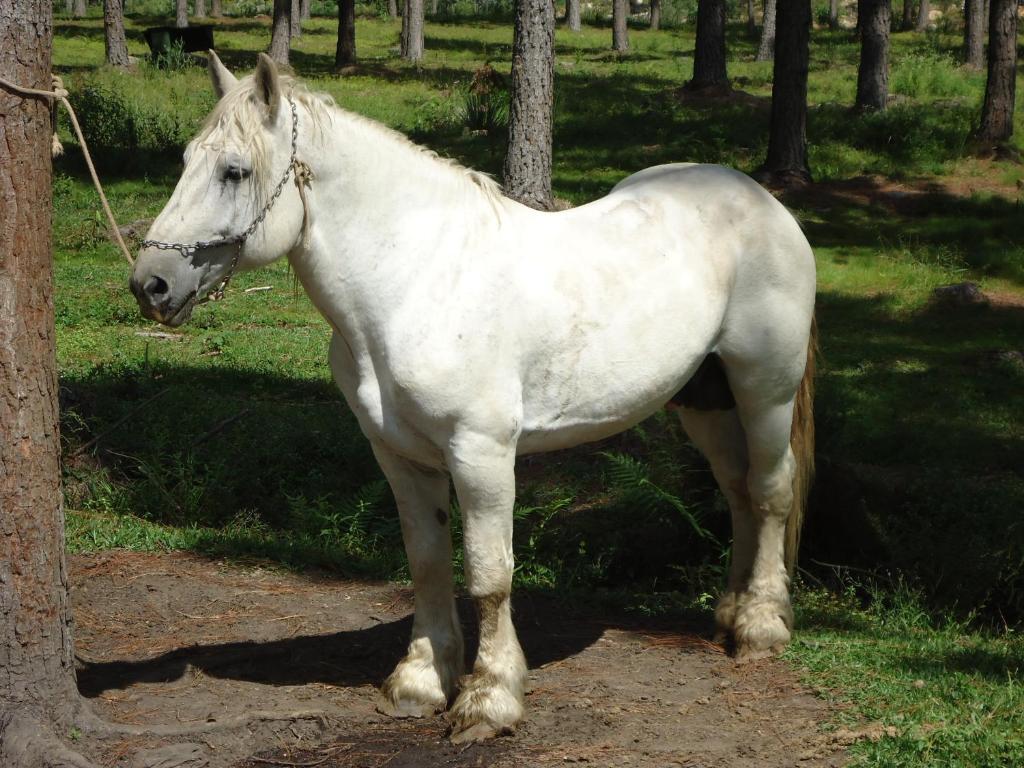 Hotel Fazenda Pampas Canela Zewnętrze zdjęcie