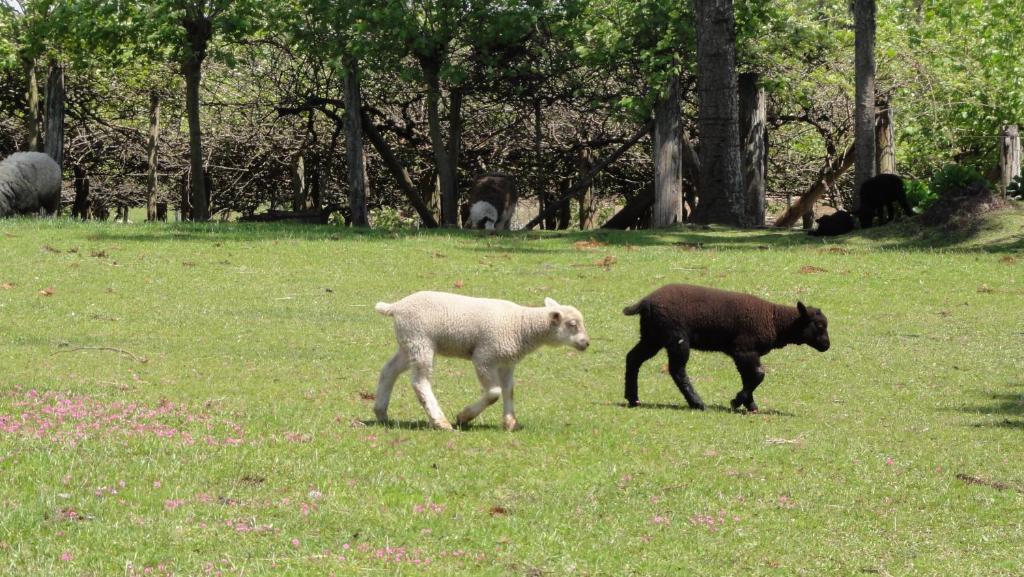Hotel Fazenda Pampas Canela Zewnętrze zdjęcie