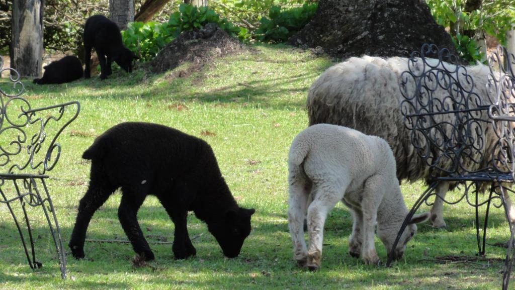 Hotel Fazenda Pampas Canela Zewnętrze zdjęcie