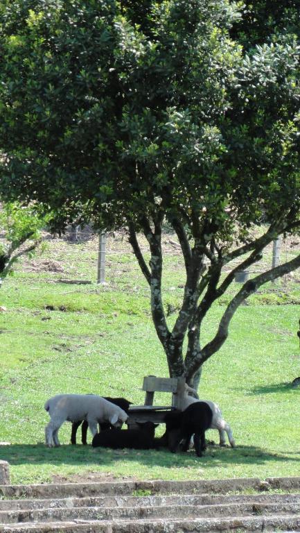 Hotel Fazenda Pampas Canela Zewnętrze zdjęcie